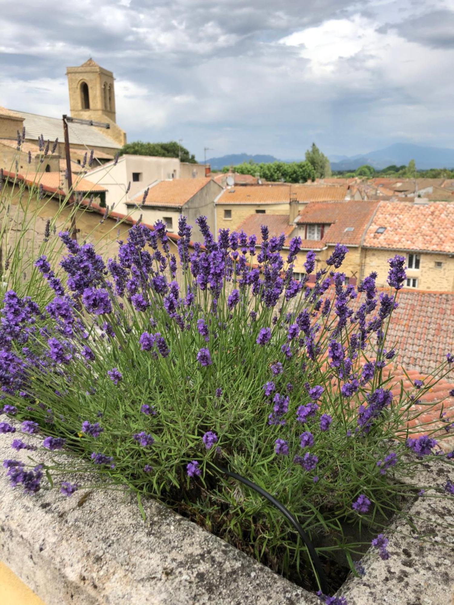 ホテル Entre Vignes Et Dentelles Courthézon エクステリア 写真
